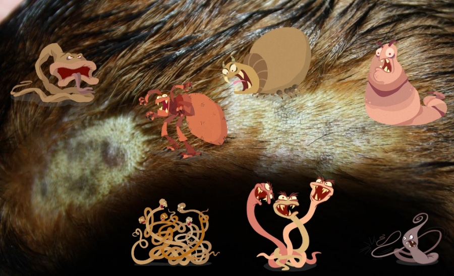 Parasiten Hund Giardien Mensch Giardien hartnäckige Darmparasiten